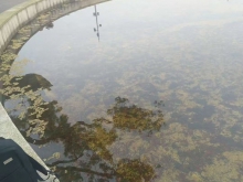 景观池